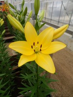 [4022 El Divo No02.JPG]